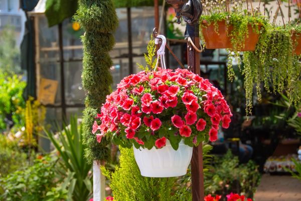 Hanging Planter Installation in San Rafael
