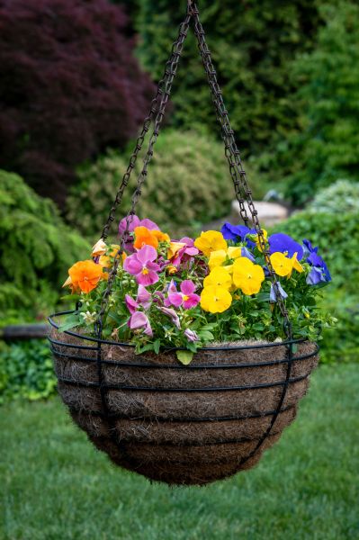 Hanging Basket Installation in San Rafael